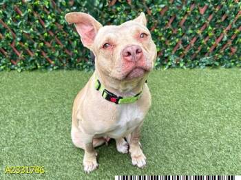 Mixed Breed Dogs Available for Adoption in West Palm Beach, Florida - PIGLET | PetCurious