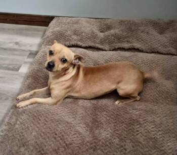 Chihuahua Dogs Available for Adoption in Didsbury, Alberta - Ruben | PetCurious