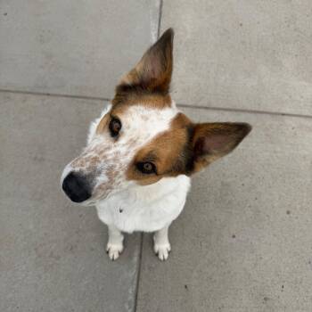 Wilber -  Cattle Dog and Mixed Breed Dog Available for Adoption in Cheyenne, Wyoming - Wilber | PetCurious