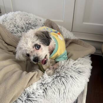 Daisy fka Pearl - Tiny Lovebug -  Shih Tzu and Poodle Dog for Adoption in Ocean Township, New Jersey - Daisy Fka Pearl - Tiny Lovebug | PetCurious
