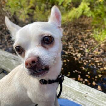 Quinoa -  Chihuahua Dog for Adoption in Fall River, Massachusetts - Quinoa | PetCurious