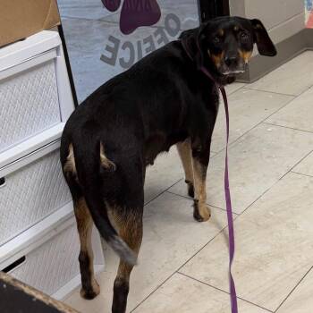 Sweetheart -  Bluetick Coonhound Dog for Adoption in Lufkin, Texas - Sweetheart | PetCurious