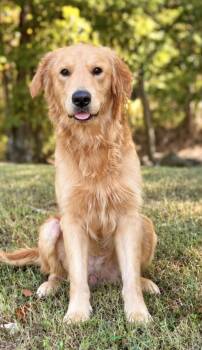 Theo -  Golden Retriever Dog for Adoption in Waitsfield, Vermont - Theo | PetCurious