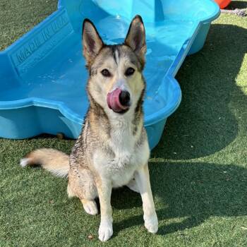 Freya 54041 -  Siberian Husky and Mixed Breed Dog for Adoption in Las Vegas, Nevada - Freya 54041 | PetCurious
