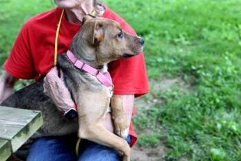 Casper -  Mixed Breed Dog for Adoption in West Chester, Pennsylvania - Casper | PetCurious