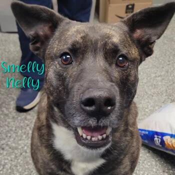 Norwegian Elkhound and Pit Bull Terrier Dogs Available for Adoption in Parkersburg, West Virginia - Smelly Nelly | PetCurious