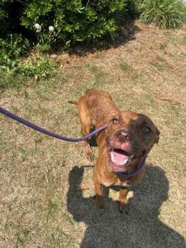 Pit Bull Terrier and Mixed Breed Dogs Available for Adoption in Savannah, Georgia - Justice | PetCurious