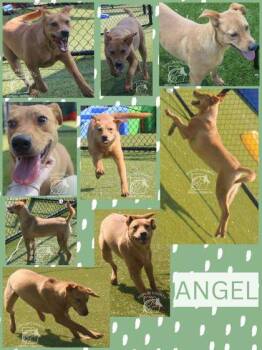 ANGEL -  Mixed Breed Dog for Adoption in Kenansville, North Carolina - ANGEL | PetCurious