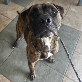 Mixed Breed Dogs Available for Adoption in Chattanooga, Tennessee - Grand Master Oogway | PetCurious