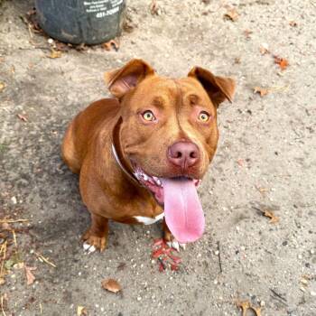 Rescue Mixed Breed Dogs for Adoption in Brookhaven, New York - Coco | PetCurious