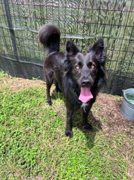 Precious -  Mixed Breed Dog for Adoption in Scott, Louisiana - Precious | PetCurious
