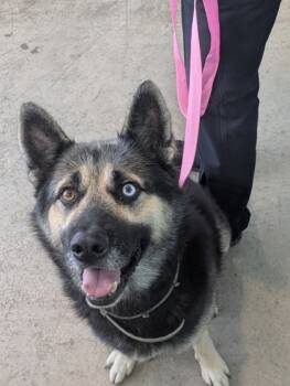 Rescue German Shepherd Dog and Mixed Breed Dogs for Adoption in Fort Worth, Texas - Ace | PetCurious