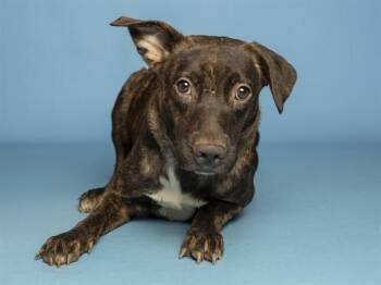 LILO -  Pit Bull Terrier Dog for Adoption in Phoenix, Arizona - LILO | PetCurious