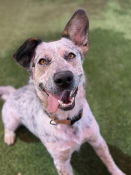 Nelson -  Australian Cattle Dog Blue Heeler Dog for Adoption in Glendale, Arizona - Nelson | PetCurious