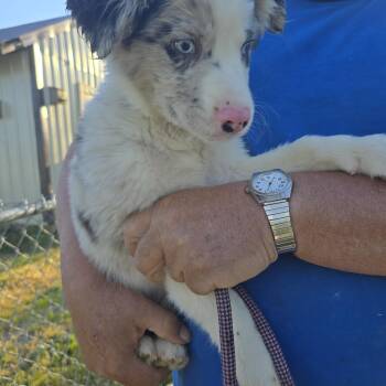 Rowdy -  Australian Shepherd Dog Available for Adoption in Zaleski, Ohio - Rowdy | PetCurious