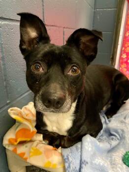 Homer -  Terrier Dog for Adoption in Grants Pass, Oregon - Homer | PetCurious