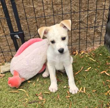 Bidziil -  Labrador Retriever and Boxer Dog for Adoption in Apache Junction, Arizona - Bidziil | PetCurious