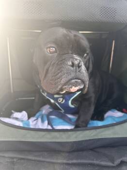 Rescue Pit Bull Terrier Dogs for Adoption in Grant-Valkaria, Florida - Megatron | PetCurious