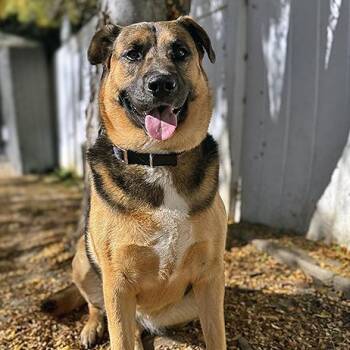 Rescue German Shepherd Dog Dogs for Adoption in Lodi, California - Hazel | PetCurious