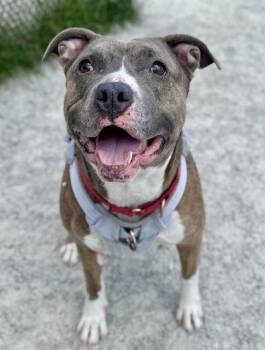 Dynasty - in foster! -  Mixed Breed Dog for Adoption in Fairfax, Virginia - Dynasty - In Foster! | PetCurious