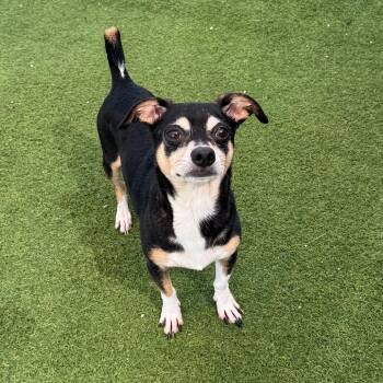 Bear Bear 7134 -  Chihuahua Dog for Adoption in Loxahatchee Groves, Florida - Bear Bear 7134 | PetCurious