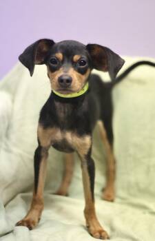 Remedy in NH. Come Meet our Adoptable Dogs Wednesday-Saturday. M -  Chihuahua Dog for Adoption in Manchester, New Hampshire - Remedy In NH. Come Meet Our Adoptable Dogs Wednesday-Saturday. M | PetCurious