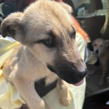 Mixed Breed Dogs Available for Adoption - Bluey | PetCurious