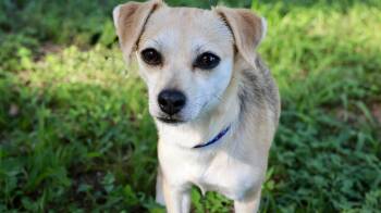 Rescue Chihuahua Dogs for Adoption in Richmond, Texas - Danika | PetCurious
