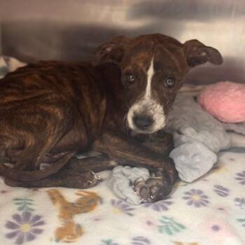 Mountain Cur Dogs Available for Adoption in Starkville, Mississippi - Kami | PetCurious
