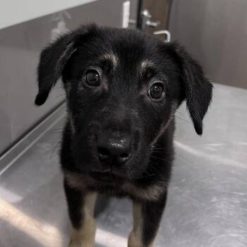 German Shepherd Dog Dogs Available for Adoption in Washburn, Missouri - Karter | PetCurious