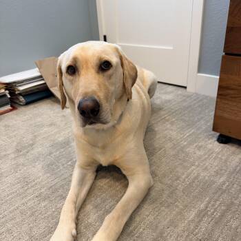 Labrador Retriever Dogs Available for Adoption in San Francisco, California - Taco | PetCurious