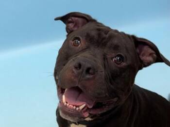 Picasso -  Pit Bull Terrier and Mixed Breed Dog for Adoption in Woodbury, Minnesota - Picasso | PetCurious