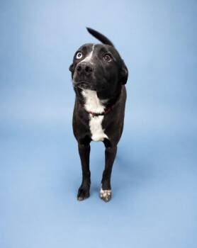 June -  Mixed Breed Dog for Adoption in Rock Springs, Wyoming - June | PetCurious