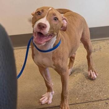 Merlin -  Pit Bull Terrier Dog for Adoption in Baltimore, Maryland - Merlin | PetCurious