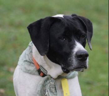 Mabel Mora -  Hound Dog for Adoption - Mabel Mora | PetCurious