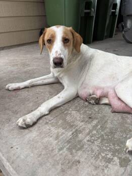 Pointer Dogs Available for Adoption in Luling, Texas - Reeona | PetCurious
