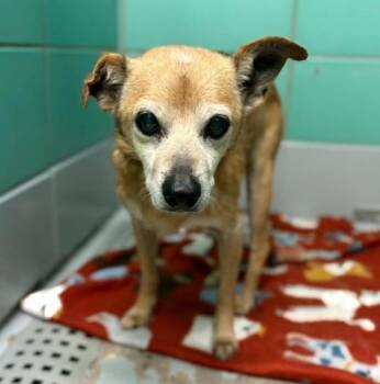 Chihuahua and Mixed Breed Dogs Available for Adoption in Houston, Texas - BROWNOE | PetCurious