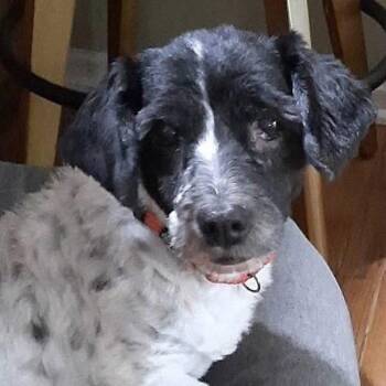 Bert -  Lhasa Apso and Mixed Breed Dog for Adoption in Olathe, Kansas - Bert | PetCurious