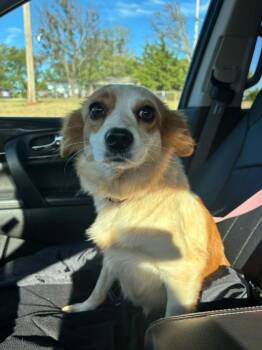 Possum -  Australian Shepherd Dog for Adoption in Shawnee, Oklahoma - Possum | PetCurious