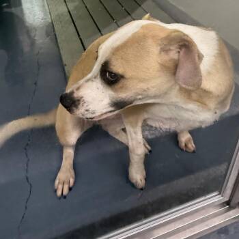 Jasmine -  Mixed Breed Dog for Adoption in Galax, Virginia - Jasmine | PetCurious