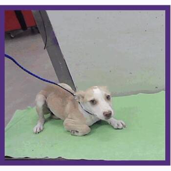 Zig -  Labrador Retriever and Mixed Breed Dog for Adoption in Tacoma, Washington - Zig | PetCurious