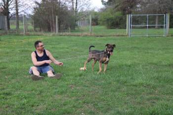 Shepherd and Coonhound Dogs Available for Adoption - Jag | PetCurious