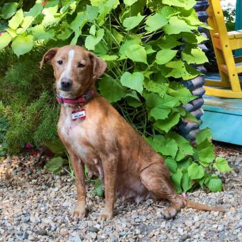 Melanie -  Hound Dog for Adoption in Wake Forest, North Carolina - Melanie | PetCurious