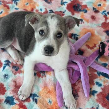 Paco -  Mixed Breed Dog for Adoption in Bentonville, Arkansas - Paco | PetCurious