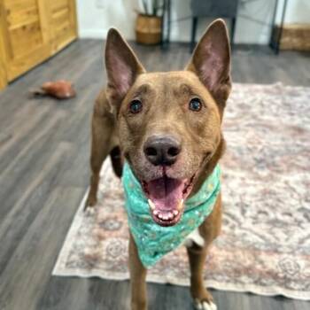 Shepherd and Pit Bull Terrier Dogs Available for Adoption - Layla The Dog Lovin Doll | PetCurious