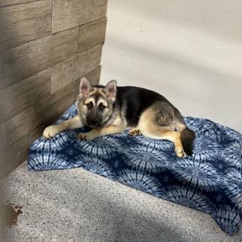 German Shepherd Dog Dogs Available for Adoption in Newberg, Oregon - Goose | PetCurious