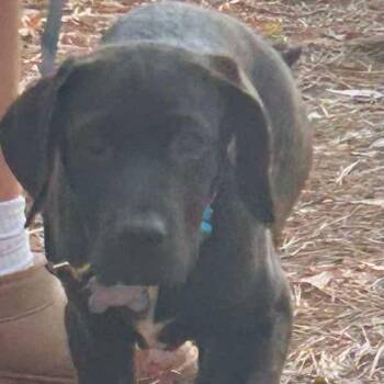 Labrador Retriever Dogs Available for Adoption in Wando, South Carolina - Pluto | PetCurious
