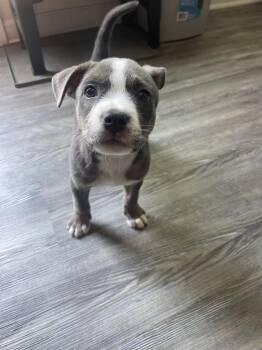 Glizzy -  Mixed Breed Dog for Adoption in Ball Ground, Georgia - Glizzy | PetCurious