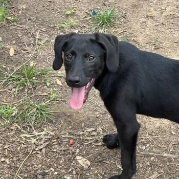Black Labrador Retriever Dogs Available for Adoption in Corsicana, Texas - Jessie | PetCurious