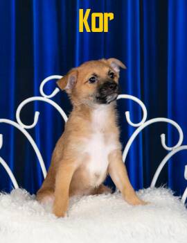 Kor -  Terrier Dog for Adoption in Las Vegas, Nevada - Kor | PetCurious